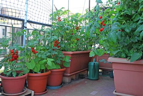 Cultiver des tomates en pots Les 5 clés du succès