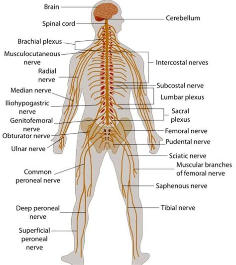 Human Nervous System Labelled Diagram