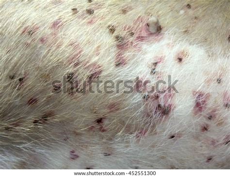 What Does A Tick Underneath Dog Skin Look Like