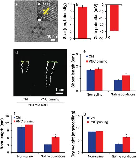 Ceo2 Nanoparticles Seed Priming Increases Salicylic Acid Level And Ros