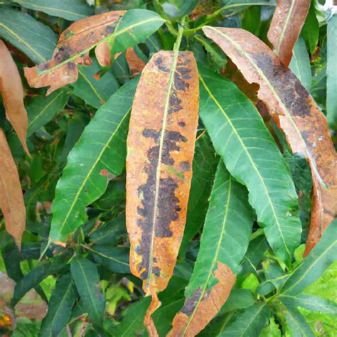 Mango Phoma Blight Disease Management: Symptoms, Treatment, Chemical ...