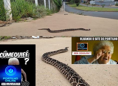 Cuidado Passarela De Cobras E Da Mortal Urutu