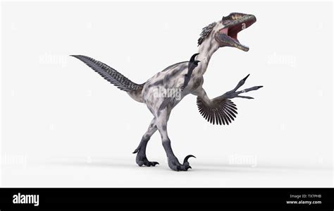 Deinonychus Illustration Hi Res Stock Photography And Images Alamy