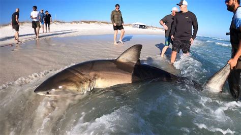 Massive Great White Shark Caught And Released At Florida Beach This Was Something Bigger