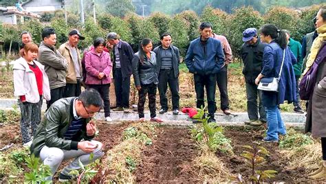 我院薯类研究所专家赴江油进行魔芋种植技术培训 新闻报道 绵阳市农业科学研究院