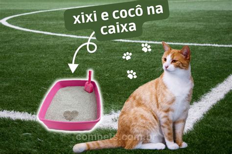 Ensinar O Gato A Usar A Caixa De Areia Confira 12 Truques Blog Da