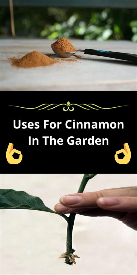 Cinnamon Isnt Just For Cooking Here Are 6 Fantastic Ways It Can