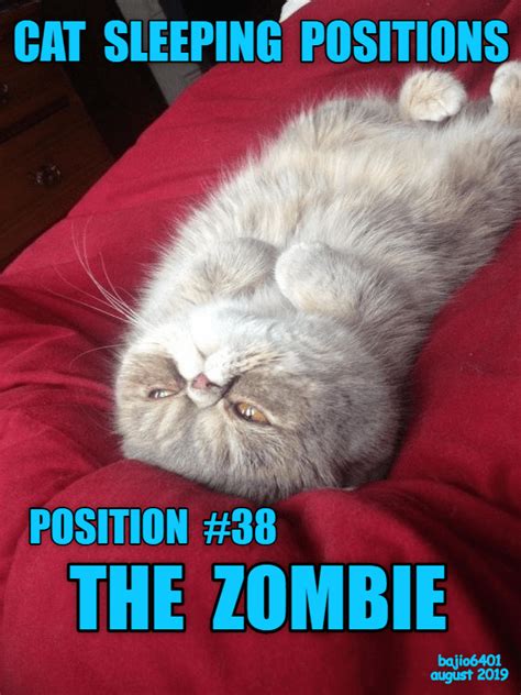 The Guide To Cat Sleeping Positions Lolcats Lol Cat Memes Funny Cats Funny Cat