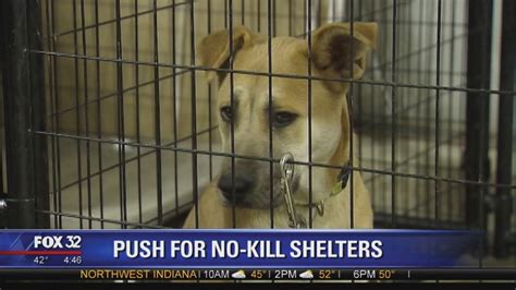 Editorial: “No kill” Chicago animal shelters – LION Newspaper