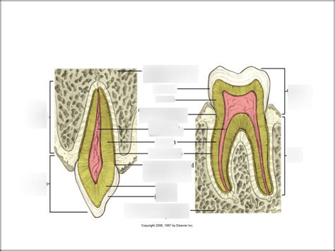 dental anatomy dentition Diagram | Quizlet