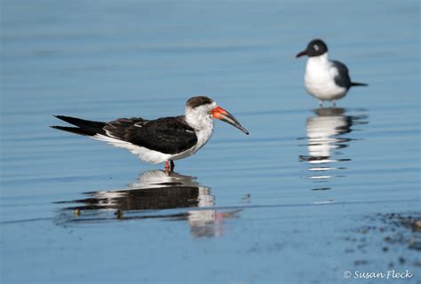 Black Skimmer