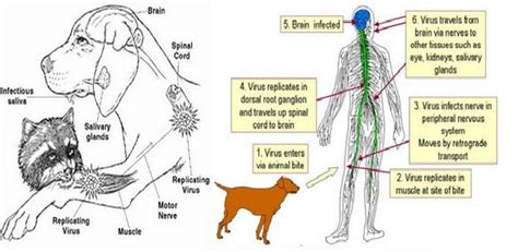 Rabies: Symptoms, Treatment, and Prevention - WhatDisease