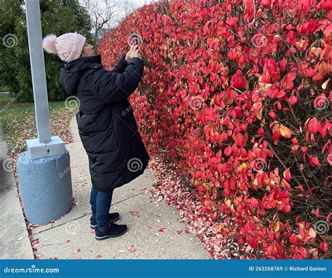 Mujer Latina Tomando Una Foto De Las Hojas Rojas Imagen De Archivo Imagen De Rojo Latina