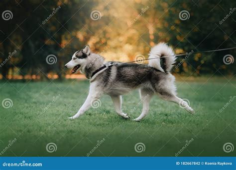 Happy Siberian Husky Dog Walking On A Leash In Summer Stock Photo Image