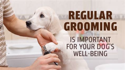 Regular Grooming Is Important For Your Dogs Well Being