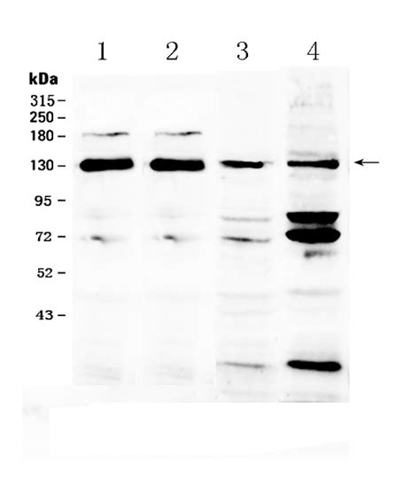 Anti Nckap Antibody Picoband Bosterbio