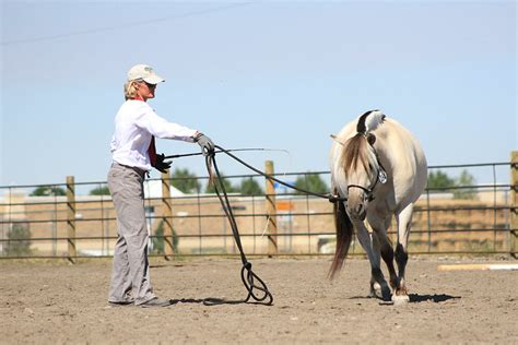 Training a Therapy Horse is Our Job at Sunnyside Farms