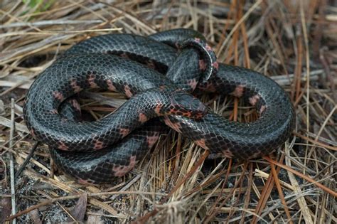 Mudsnake In July By Moses Michelsohn Inaturalist