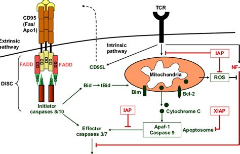 The Extrinsic And Intrinsic Pathways Of Apoptosis The Extrinsic