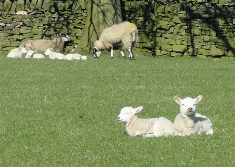 Spring Lambs Parson S Lane Addingham Peter Hughes Flickr