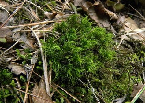 Dicranum dispersum · iNaturalist NZ