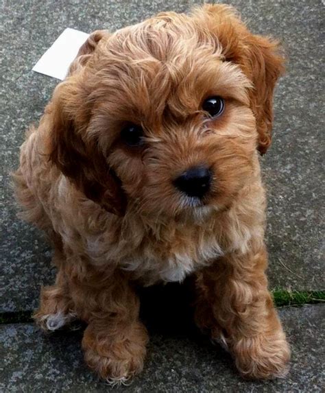 Cavapoo Puppy Breeders Cavapoo Puppies Puppies Cavapoo Dogs