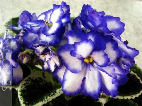 Зарубежная селецкия V-W. Фиалки (сенполии) Днепропетровска. Сайт ...