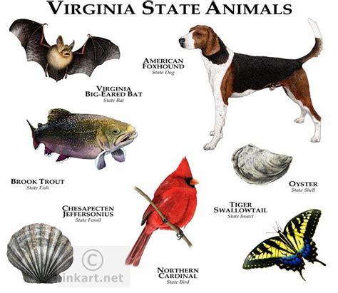 The state animals of Virginia. | Animals, Animal posters, Animal planet