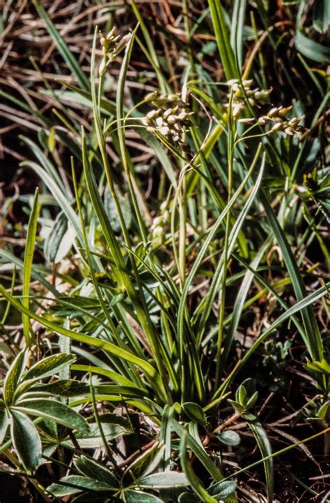 Carex Capillaris L Hair Sedge World Flora Pl Ntnet Identify