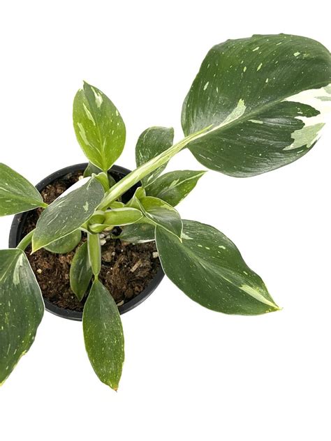 Philodendron 'White Wizard' P12 - Viherkasvit.net