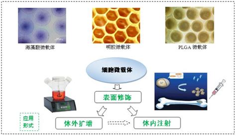 细胞微载体 企业动态 丁香通