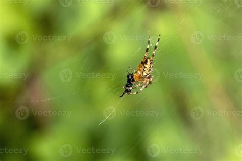 Spider eating its prey 12022861 Stock Photo at Vecteezy