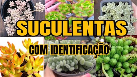 25 Suculentas Com Nomes Gênero Sedum Suculentas Cactos Plantas Youtube