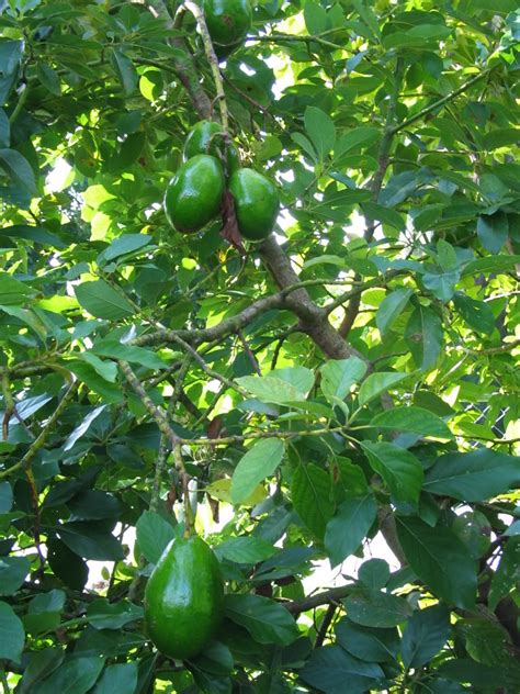 Choquette Avocado Tree Height 1 2 FT At LemonFire.com