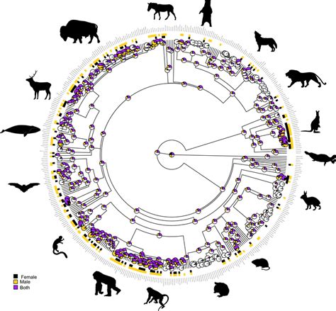 Evolution Of Same Sex Sexual Behaviour In Non Human Download