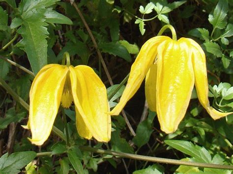 Клематис тангутский Ламбтон Парк: купить в Москве саженцы Clematis ...