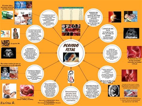 Arriba 87 Imagen Mapa Mental De Etapas Del Embarazo Abzlocal Mx