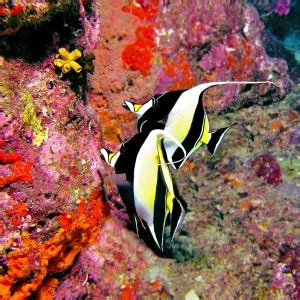 Moorish idol - Facts, Diet, Habitat & Pictures on Animalia.bio