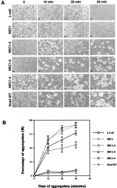 Aggregation Assays In The Cell Lines Transfected With Serial