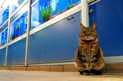 Paris Oisellerie Du Pont Neuf Where Cats Are The Real Bosses