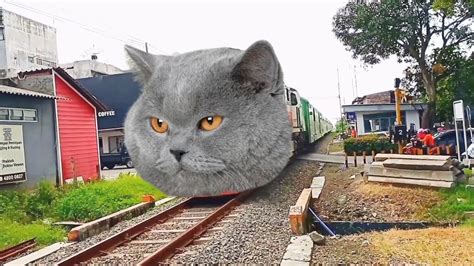 Wedew Kereta Apinya Tiba Berubah Jadi Kucing Lucu Gaes Youtube