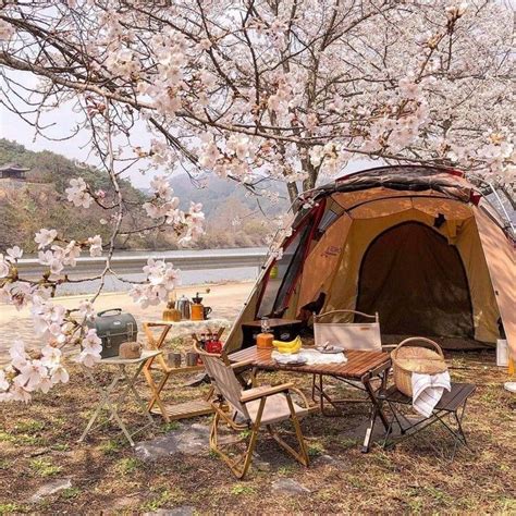 Camping At Sakura Trees In Japan Japanpics Camping Inspiration