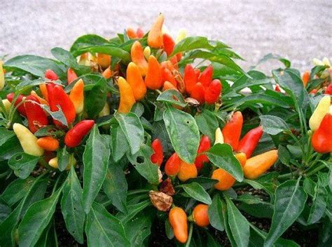 Ornamental Thai Pepper Spicy Tasty Seeds Buy Orders Get Order