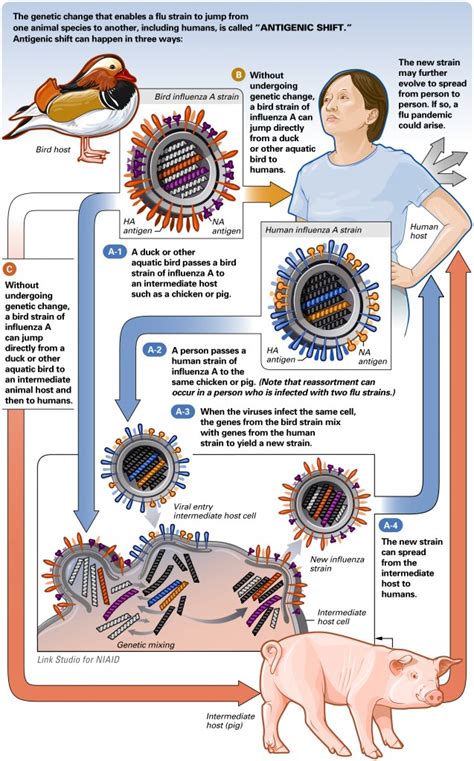 Microbe Illustrations Biology Of Human World Of Viruses