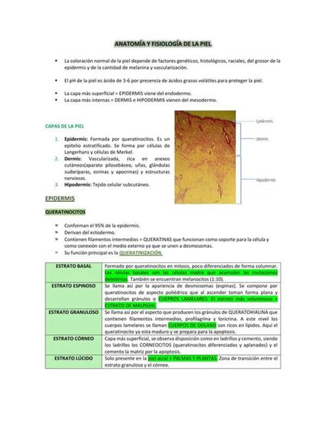 ANATOMÍA Y FISIOLOGÍA DE LA PIEL Valentina Amador uDocz