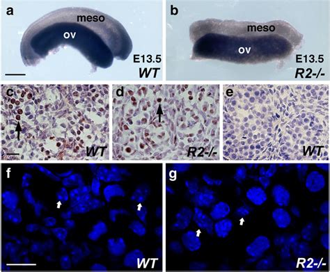 Germ Cells In Raldh2 Mutant Ovary Undergo Meiosisa B Expression Of