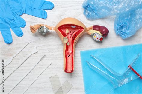 Gynecological Examination Kit And Anatomical Uterus Model On White