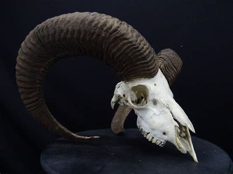 Mouflon Skull Ovis A Musimon 25 Cm 35 Cm 44 Cm Non Cites