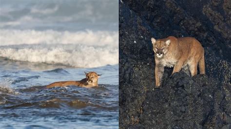 Cougar Sightings Reported In Cannon Beach Kgw