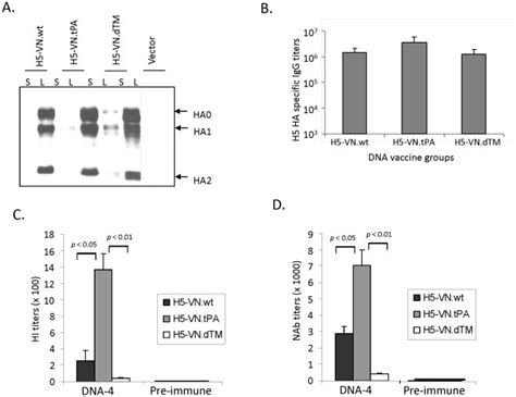 A Western Blot Analysis Of The Expression Secretion And